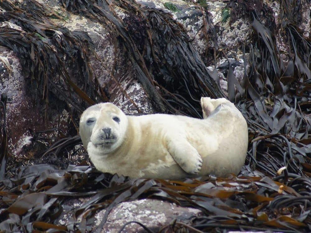 Farne Island Rooms Сігаузес Екстер'єр фото